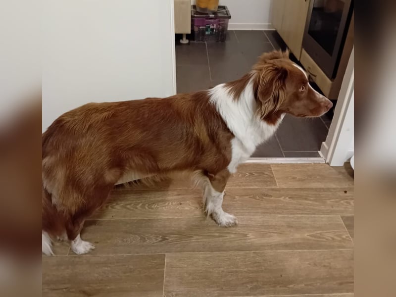 Australian Shepherd / Border Collie - Hündin jung