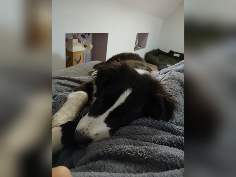 Australian Shepherd Rüde