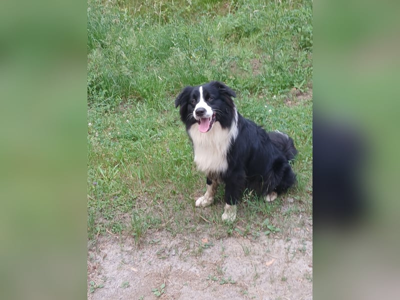 Australian Shepherd Rüde