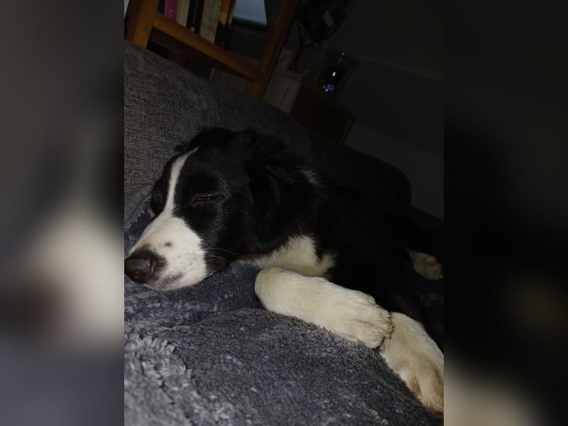 Australian Shepherd Rüde