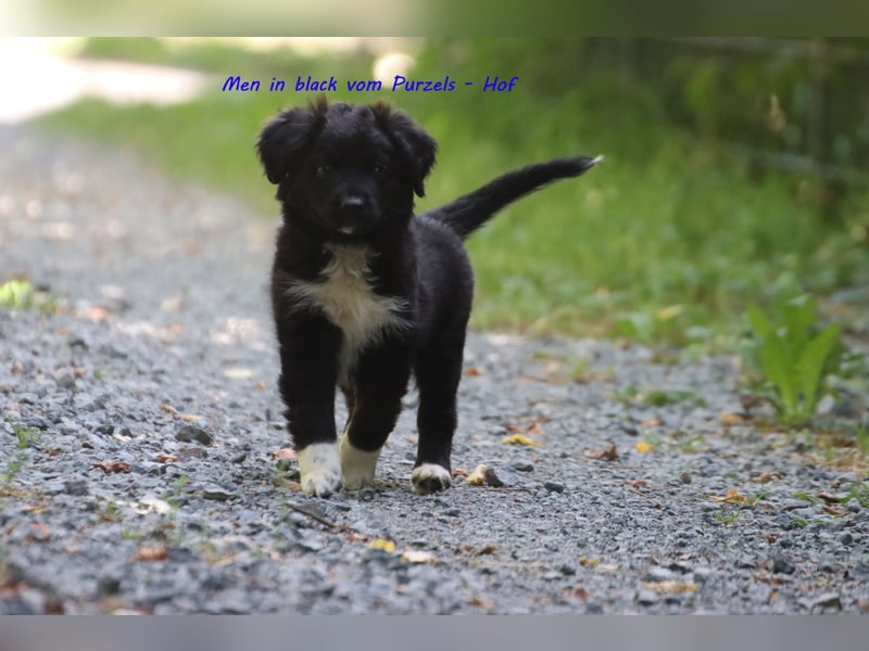 Ab sofort zuckersüsse Australian Shepherd Rüden in black bi abzugeben ASDR Papiere