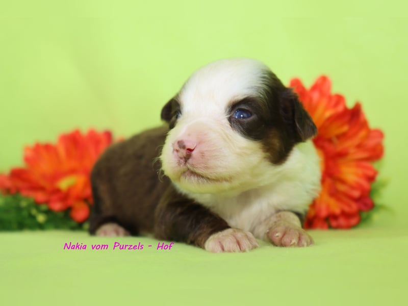 Australian Shepherd Welpen Mini & Standart und fast allen Farben ab 08.11. abzugeben