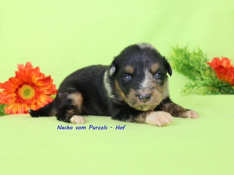 Australian Shepherd Welpen Mini & Standart und fast allen Farben ab 08.11. abzugeben
