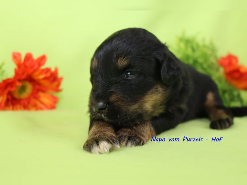 Australian Shepherd Welpen Mini & Standart und fast allen Farben ab 08.11. abzugeben