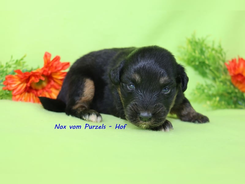 Australian Shepherd Welpen Mini & Standart und fast allen Farben ab 08.11. abzugeben