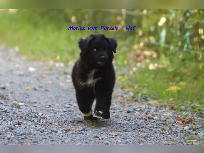 Ab sofort zuckersüsse Australian Shepherd Rüden in black bi abzugeben ASDR Papiere