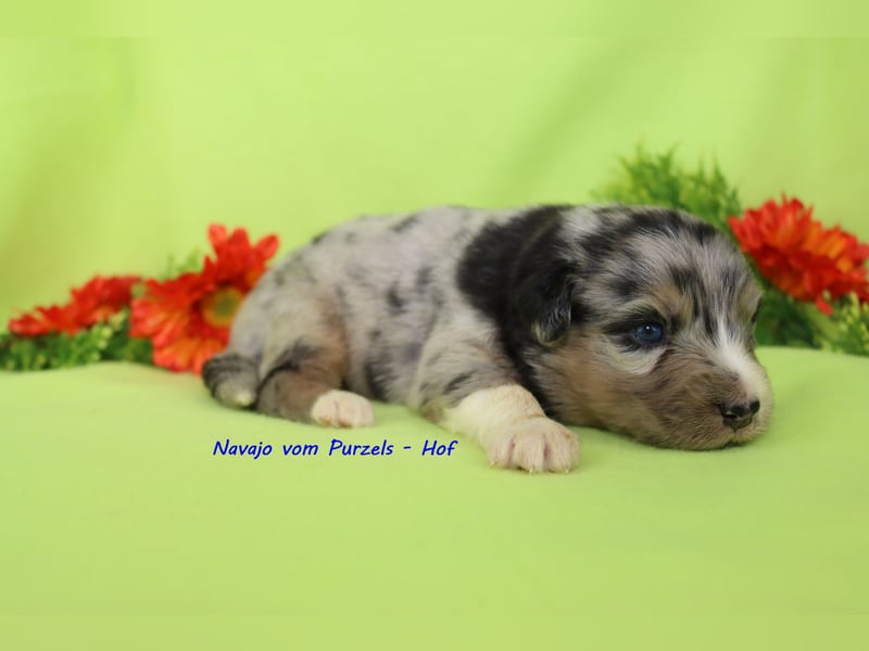 Australian Shepherd Welpen Mini & Standart und fast allen Farben ab 08.11. abzugeben