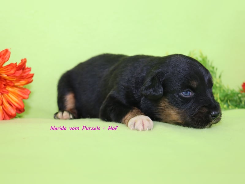 Australian Shepherd Welpen Mini & Standart und fast allen Farben ab 08.11. abzugeben