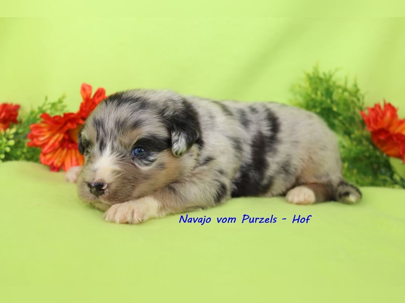 Australian Shepherd Welpen Mini & Standart und fast allen Farben ab 08.11. abzugeben