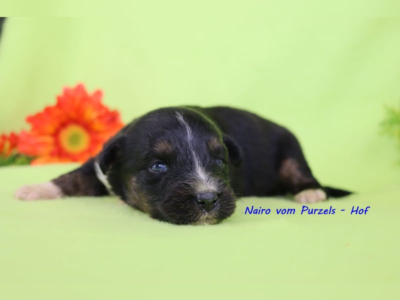 Australian Shepherd Welpen Mini & Standart und fast allen Farben ab 08.11. abzugeben