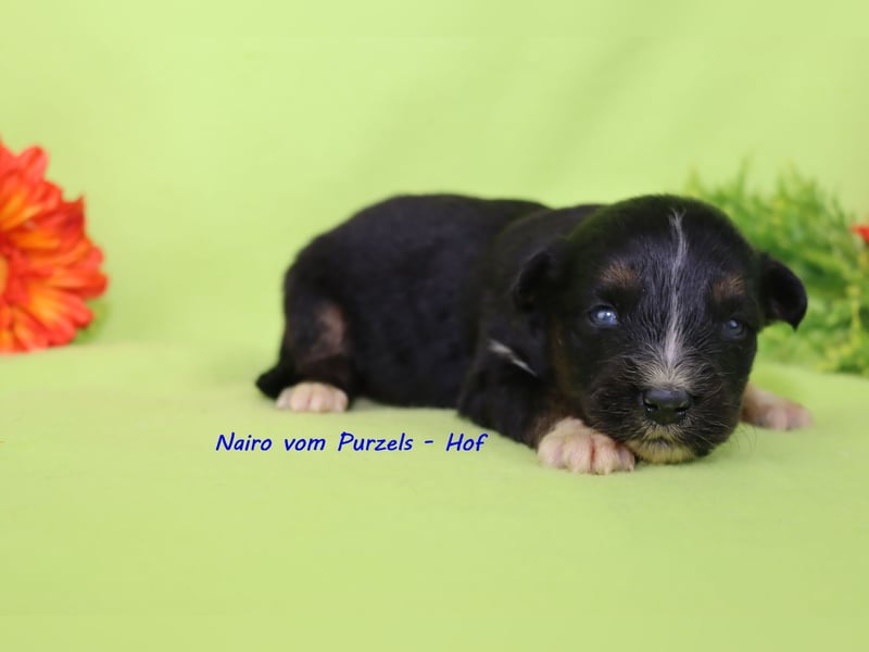 Australian Shepherd Welpen Mini & Standart und fast allen Farben ab 08.11. abzugeben