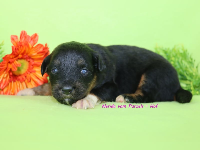 Australian Shepherd Welpen Mini & Standart und fast allen Farben ab 08.11. abzugeben