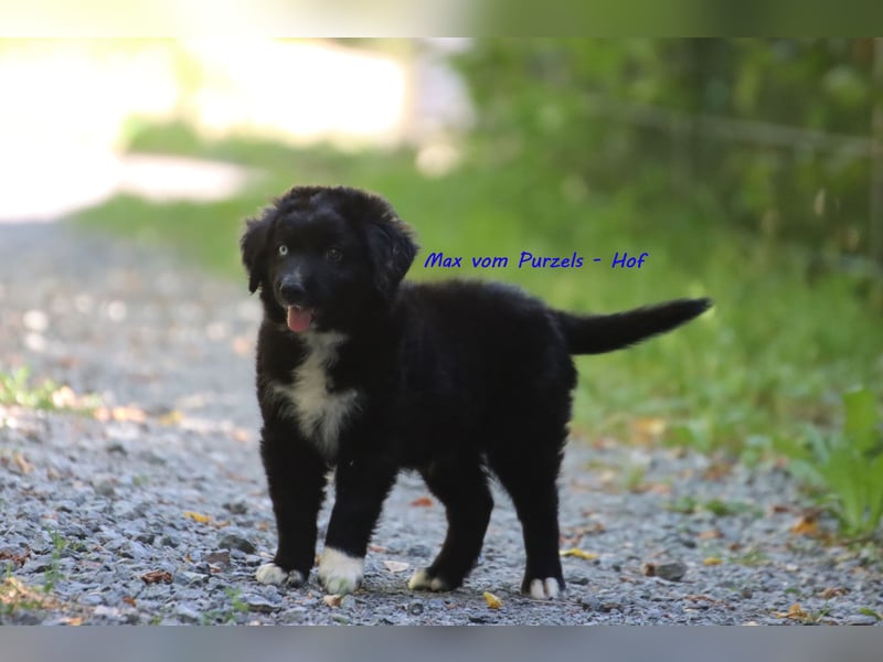 Ab sofort zuckersüsse Australian Shepherd Rüden in black bi abzugeben ASDR Papiere
