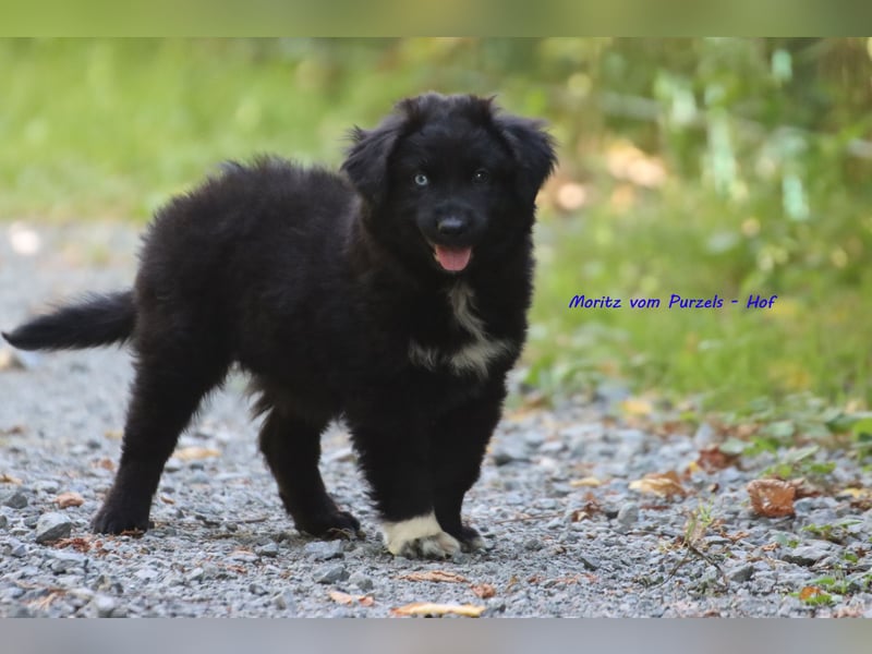 Ab sofort zuckersüsse Australian Shepherd Rüden in black bi abzugeben ASDR Papiere