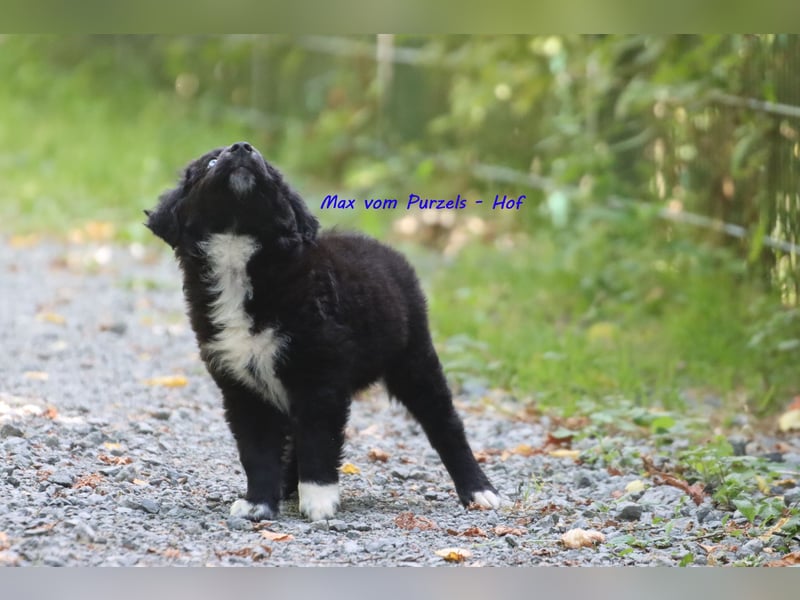 Ab sofort zuckersüsse Australian Shepherd Rüden in black bi abzugeben ASDR Papiere
