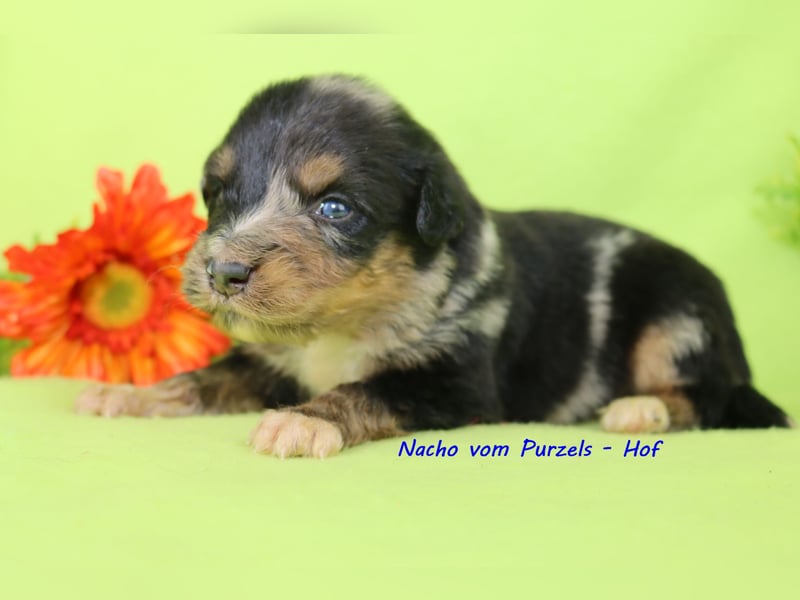 Australian Shepherd Welpen Mini & Standart und fast allen Farben ab 08.11. abzugeben