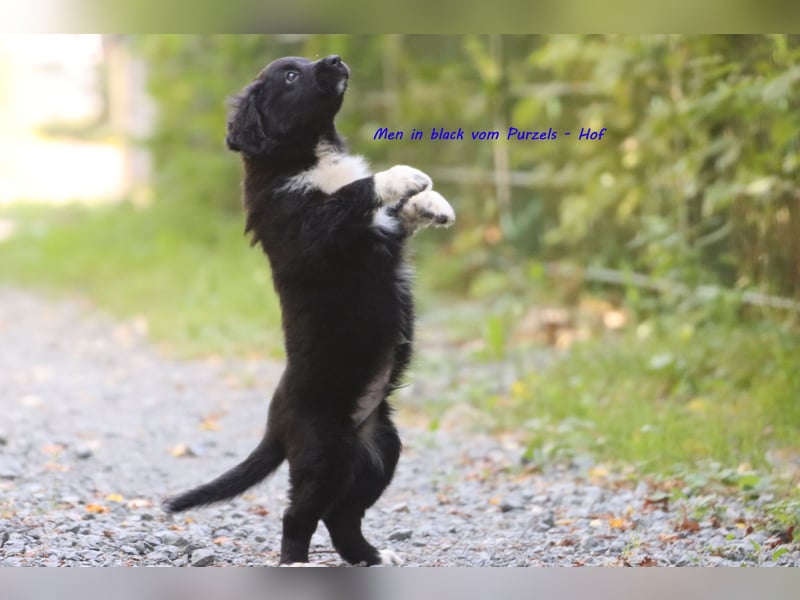 Ab sofort zuckersüsse Australian Shepherd Rüden in black bi abzugeben ASDR Papiere