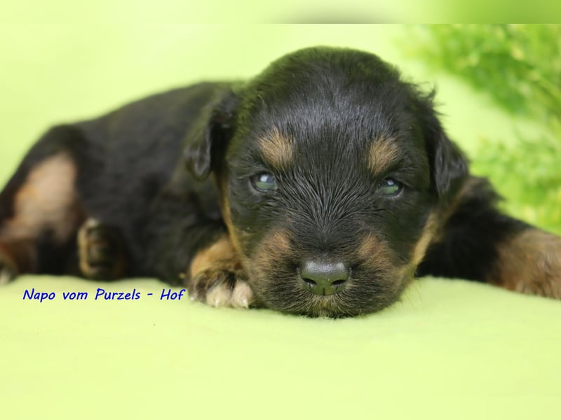 Australian Shepherd Welpen Mini & Standart und fast allen Farben ab 08.11. abzugeben