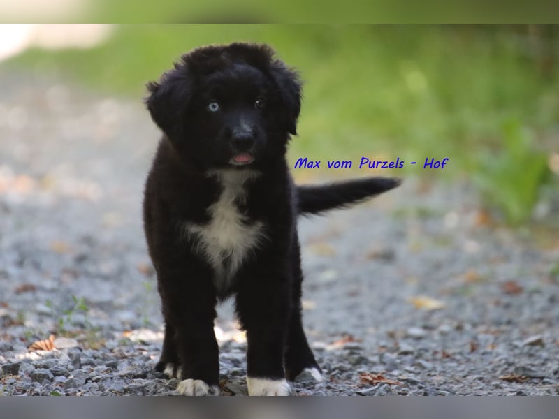 Ab sofort zuckersüsse Australian Shepherd Rüden in black bi abzugeben ASDR Papiere
