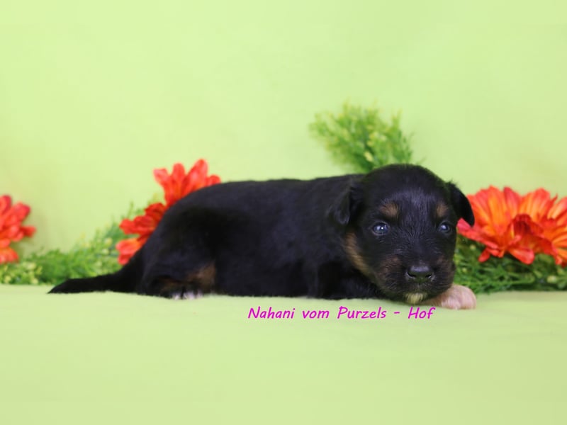 Australian Shepherd Welpen Mini & Standart und fast allen Farben ab 08.11. abzugeben