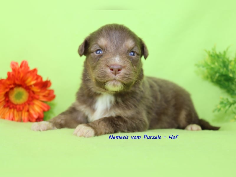 Australian Shepherd Welpen Mini & Standart und fast allen Farben ab 08.11. abzugeben