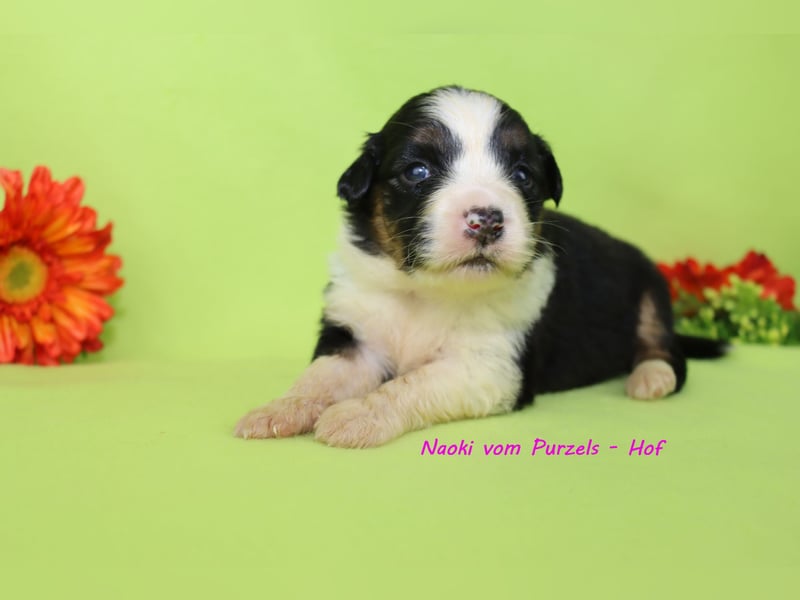 Australian Shepherd Welpen Mini & Standart und fast allen Farben ab 08.11. abzugeben