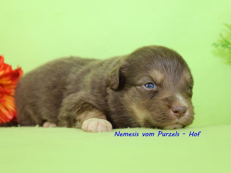 Australian Shepherd Welpen Mini & Standart und fast allen Farben ab 08.11. abzugeben