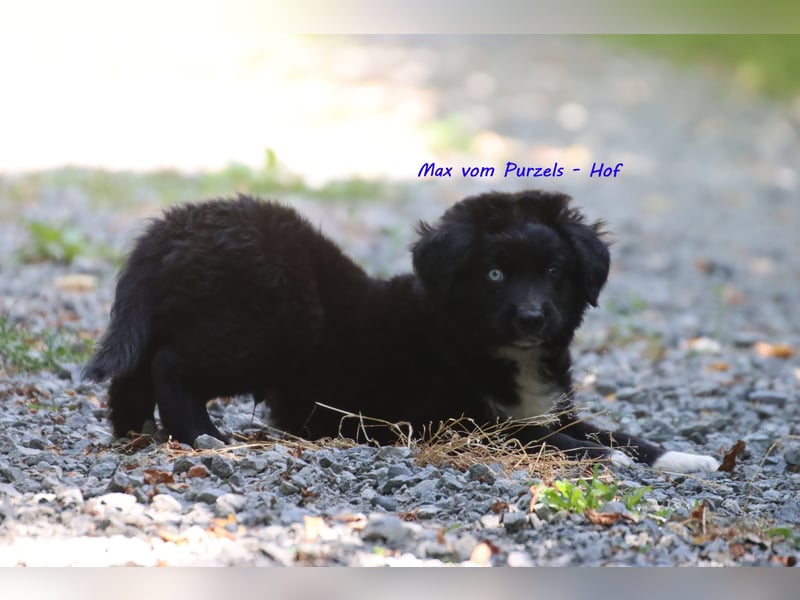 Ab sofort zuckersüsse Australian Shepherd Rüden in black bi abzugeben ASDR Papiere