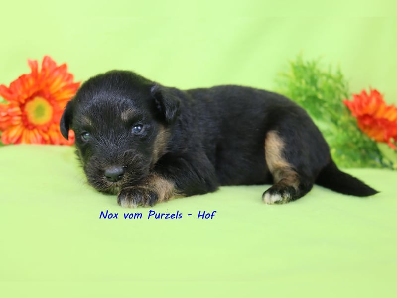 Australian Shepherd Welpen Mini & Standart und fast allen Farben ab 08.11. abzugeben