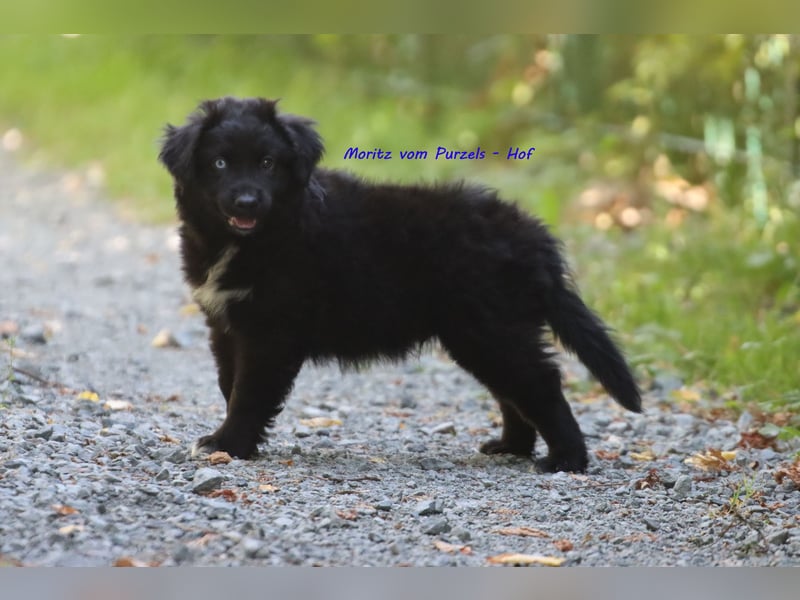 Ab sofort zuckersüsse Australian Shepherd Rüden in black bi abzugeben ASDR Papiere