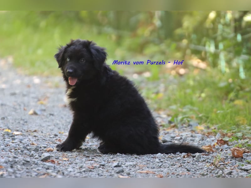 Ab sofort zuckersüsse Australian Shepherd Rüden in black bi abzugeben ASDR Papiere