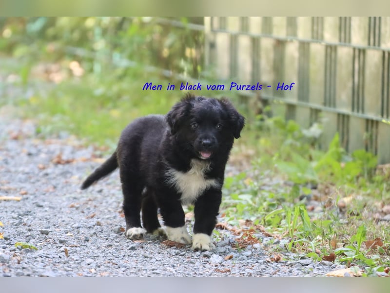 Ab sofort zuckersüsse Australian Shepherd Rüden in black bi abzugeben ASDR Papiere