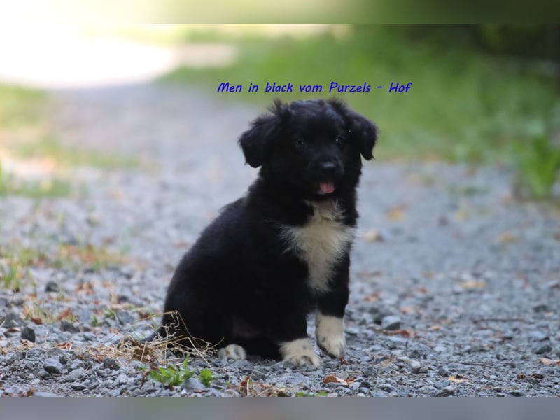 Ab sofort zuckersüsse Australian Shepherd Rüden in black bi abzugeben ASDR Papiere