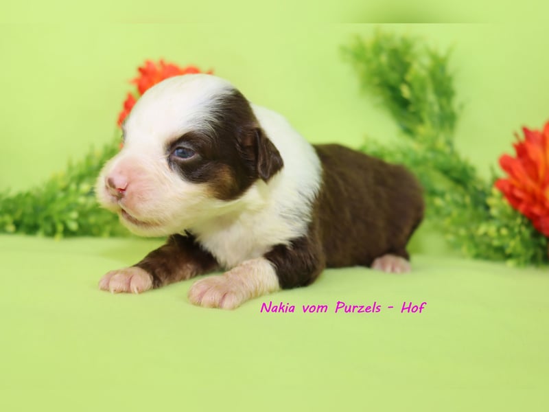 Australian Shepherd Welpen Mini & Standart und fast allen Farben ab 08.11. abzugeben