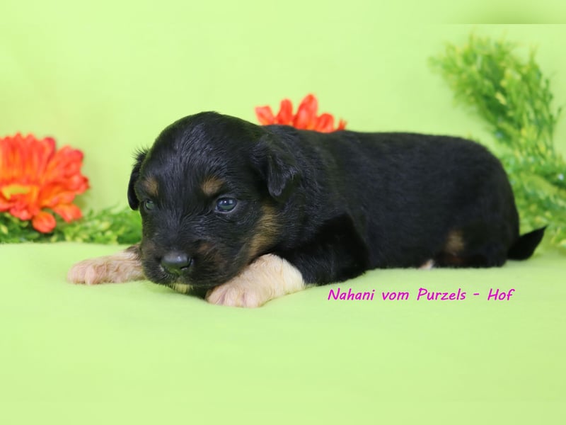 Australian Shepherd Welpen Mini & Standart und fast allen Farben ab 08.11. abzugeben