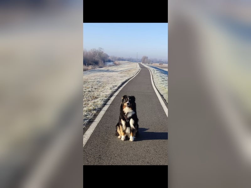Australien Shepherd, 4 Jahre, abzugeben
