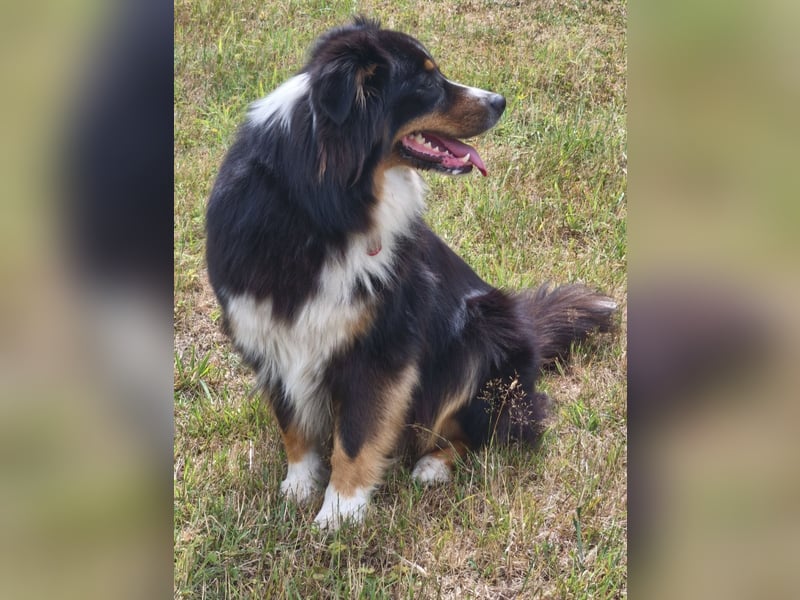 Australien Shepherd, 4 Jahre, abzugeben
