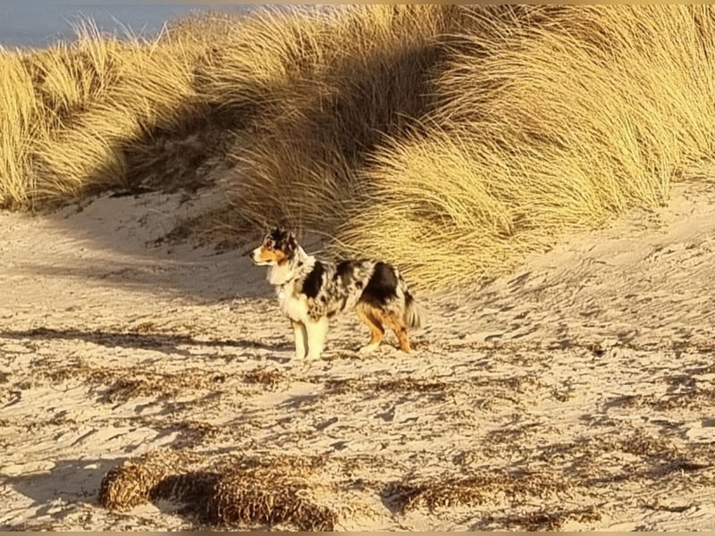 Australien Shepherd Welpen VDH/ CASD