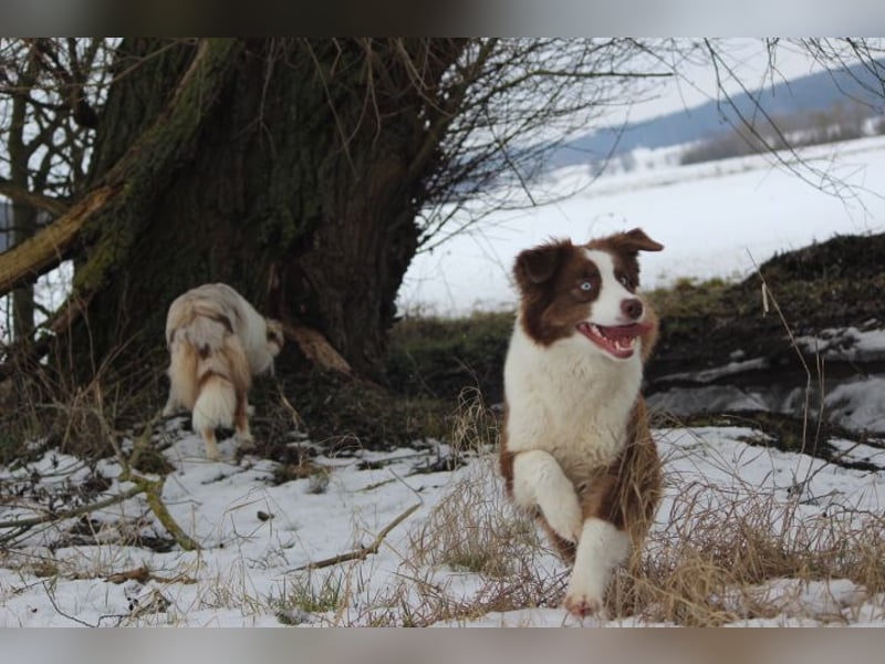 Australian Shepherd Zuchthündin voll Ausgewertet
