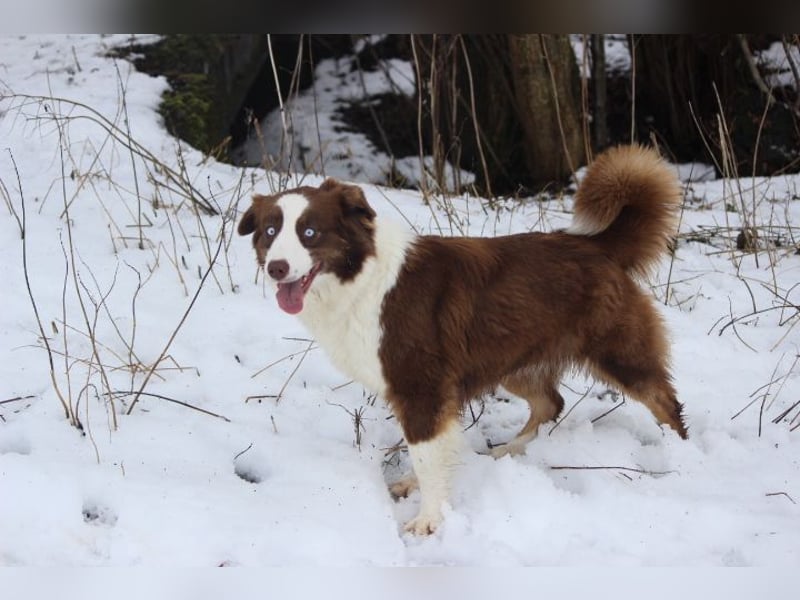 Australian Shepherd Zuchthündin voll Ausgewertet