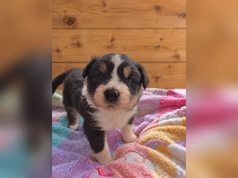 Australian Shepherd Welpe – Cryptic Blue Merle Rüde – Sport & Familie