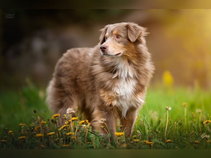 Australian Shepherd Welpe – Cryptic Blue Merle Rüde – Sport & Familie