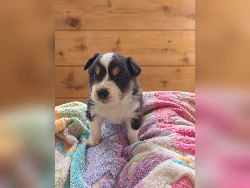 Australian Shepherd Welpe – Cryptic Blue Merle Rüde – Sport & Familie