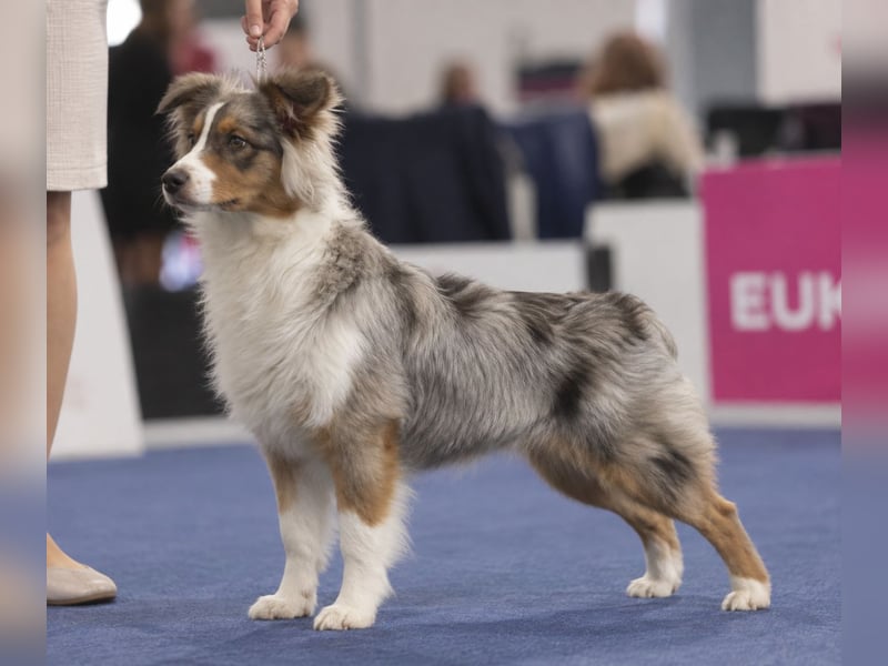 Australian Shepherd Welpe – Cryptic Blue Merle Rüde – Sport & Familie