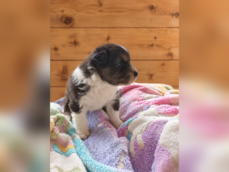 Australian Shepherd Welpe – Cryptic Blue Merle Rüde – Sport & Familie