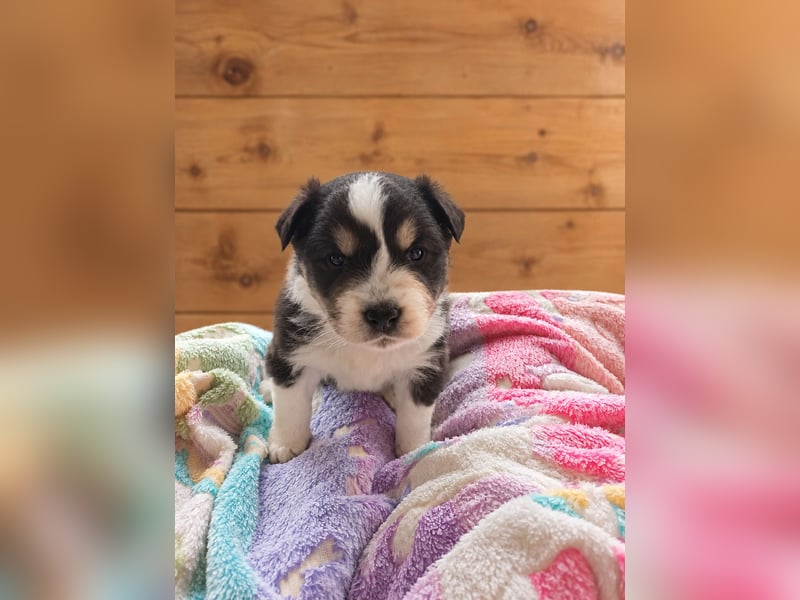 Australian Shepherd Welpe – Cryptic Blue Merle Rüde – Sport & Familie