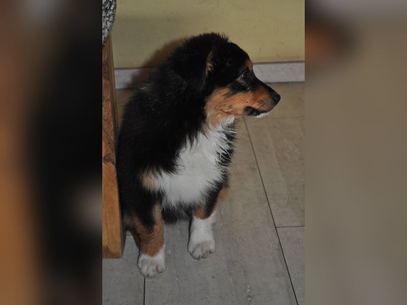 5 Sterne Zuhause für unsere Romy (ASCA) gesucht