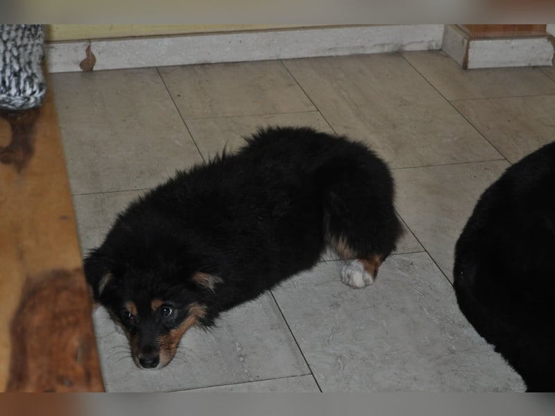 5 Sterne Zuhause für unsere Romy (ASCA) gesucht