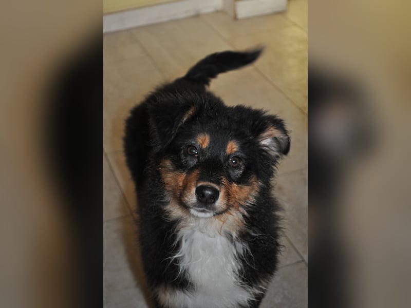 5 Sterne Zuhause für unsere Romy (ASCA) gesucht