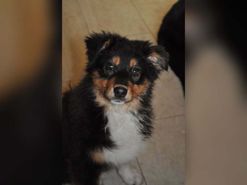 5 Sterne Zuhause für unsere Romy (ASCA) gesucht